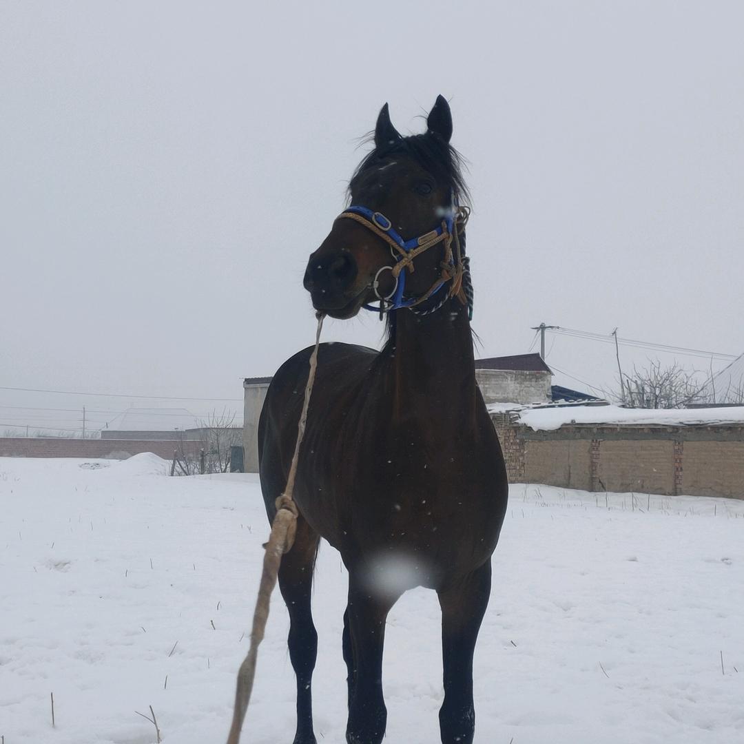 马🐴