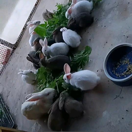 严姐在寓塘附近养兔子