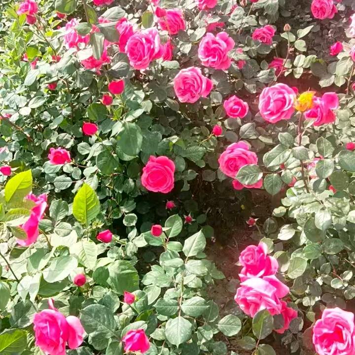 潇洒江湖
