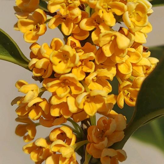 🥀累এ了᭄谁ꦿ疼🍂ོ