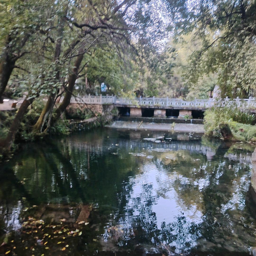 大鲨鱼