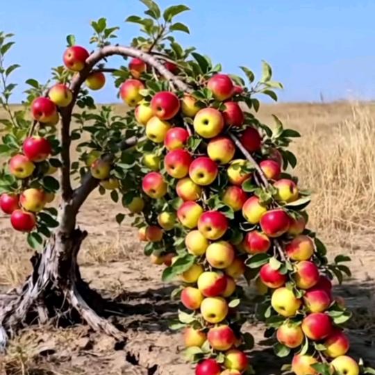 🍎🍎阿卜杜拉。🍎🍎🍓