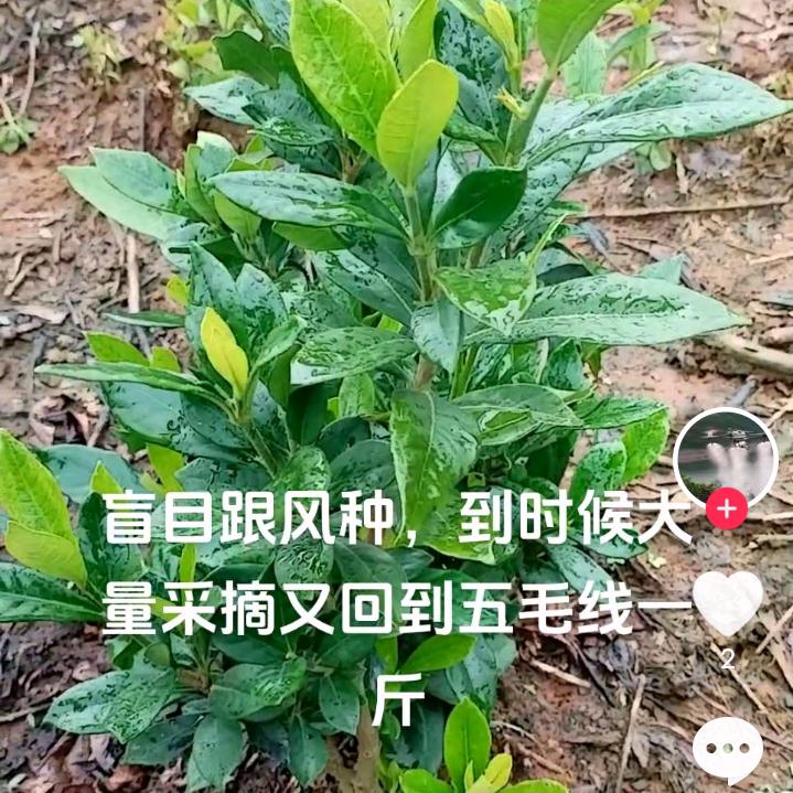 黄