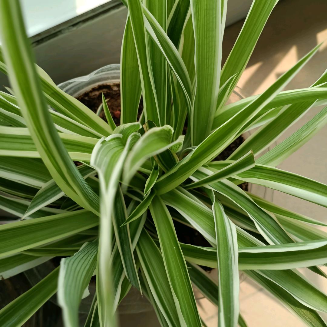 l老陈
