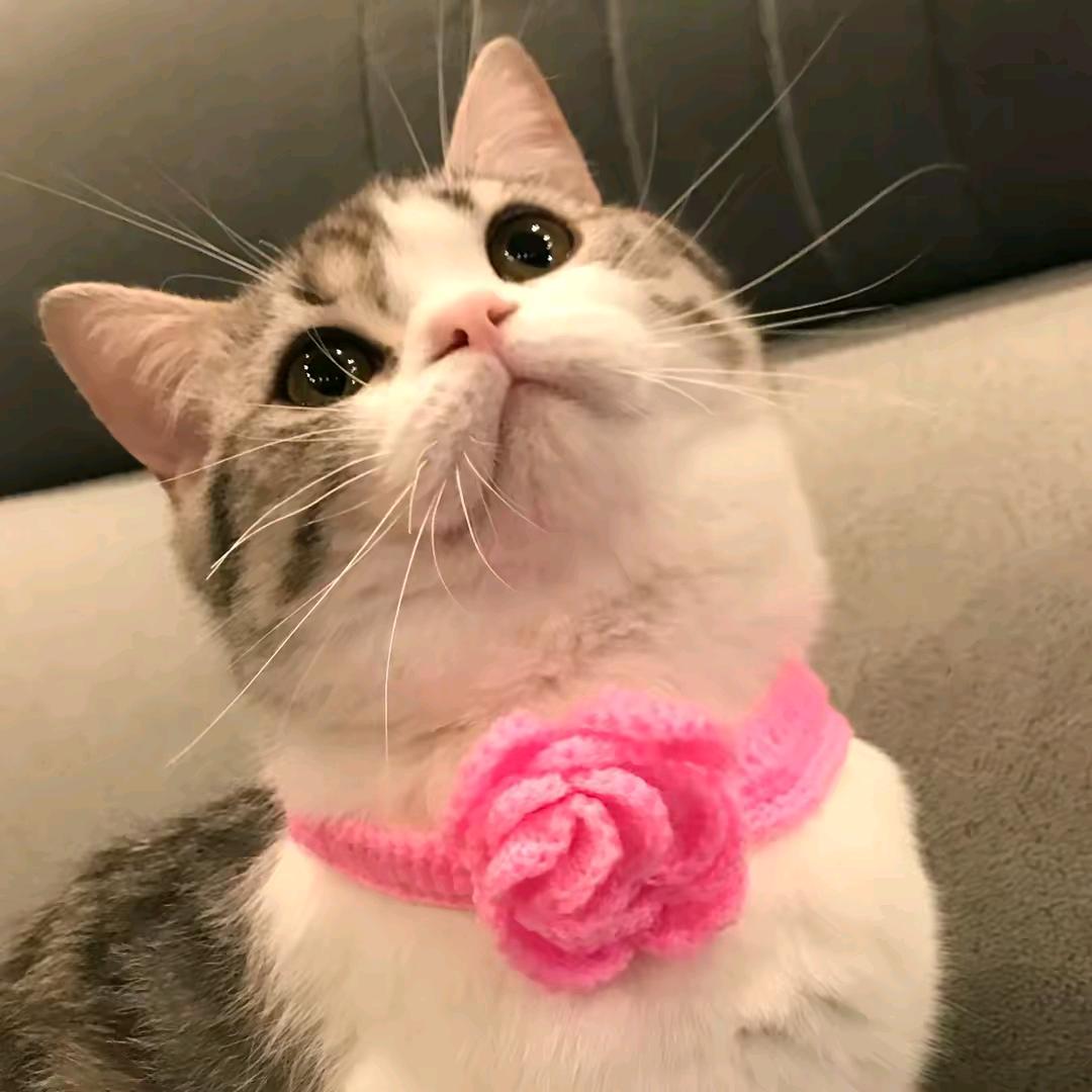 花中燕子^'鹿魚🐟