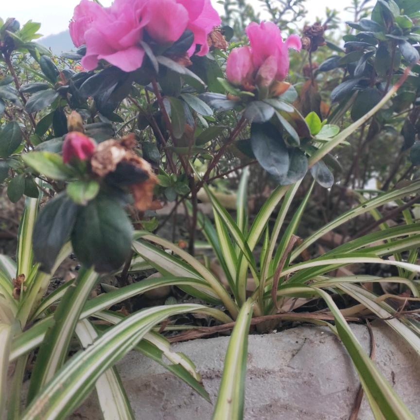 芳🌹姐💐拒绝私聊