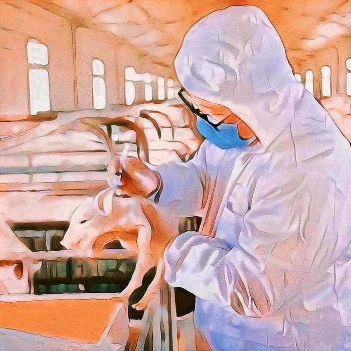 养🐷小老弟（不是主播老弟）