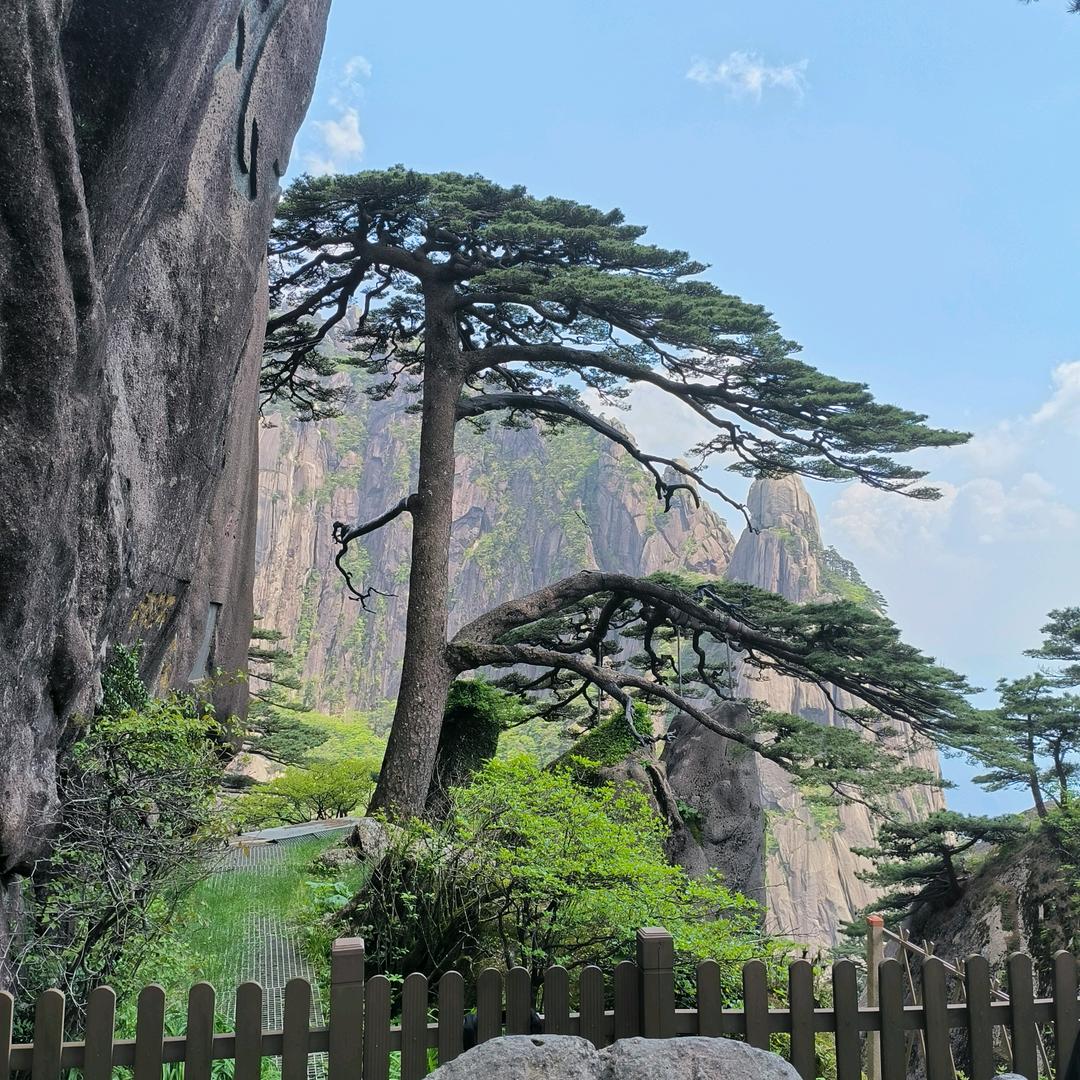 鄢陵卓森迎客松基地