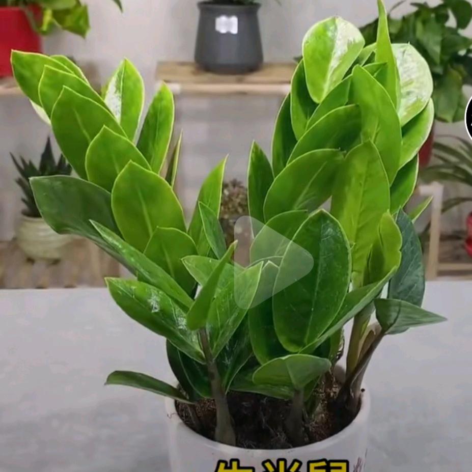 阿英