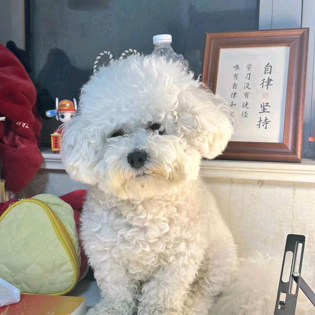 牛牛是只小比熊