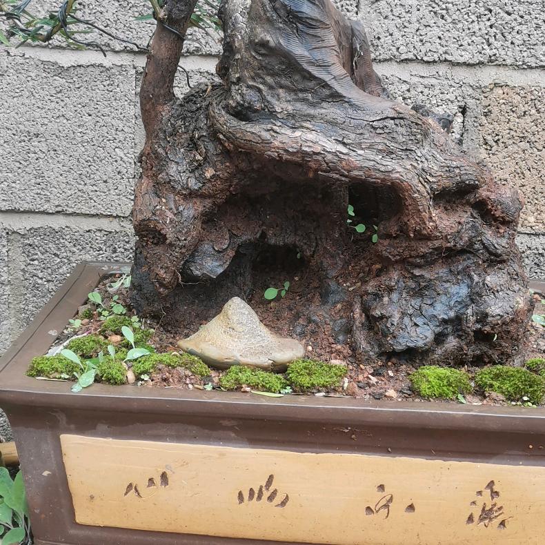 七零后守乡人玩桩桩