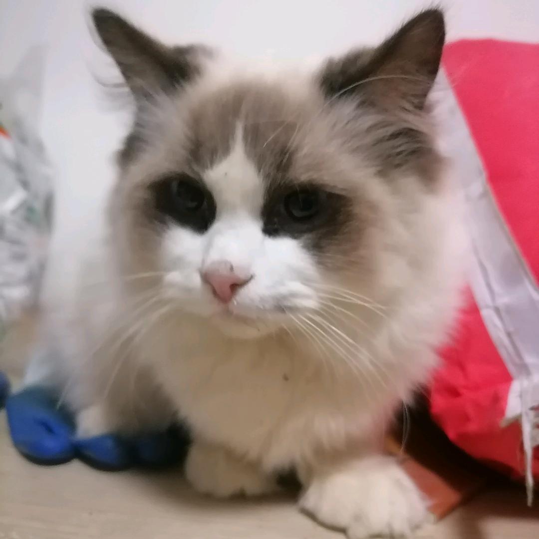 老猫