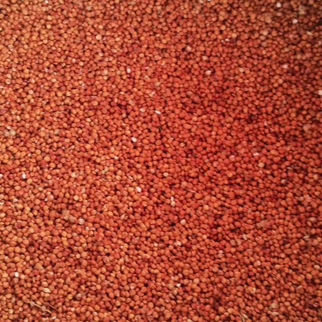 罗姐不定时直播