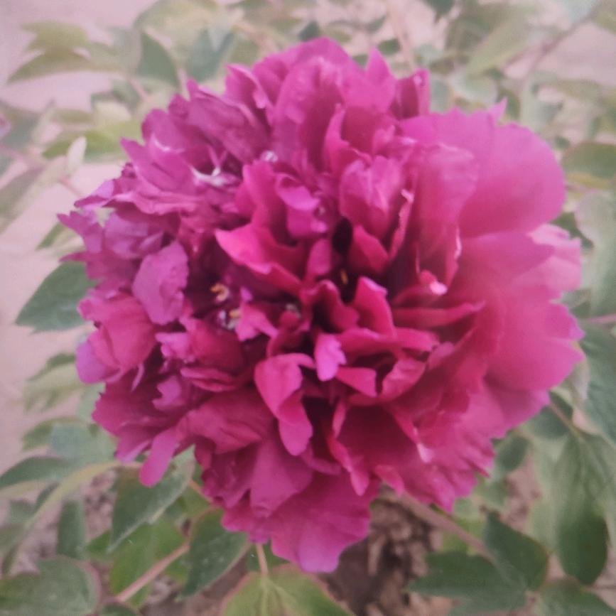 芝麻哥