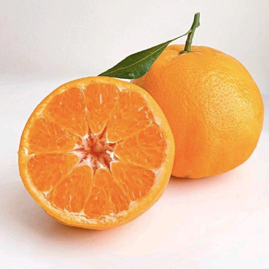厚皮橙