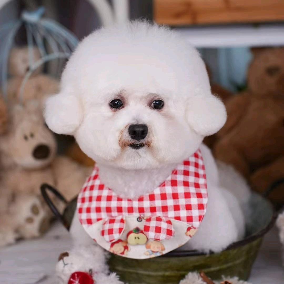 山东省刘军犬业养殖合作社