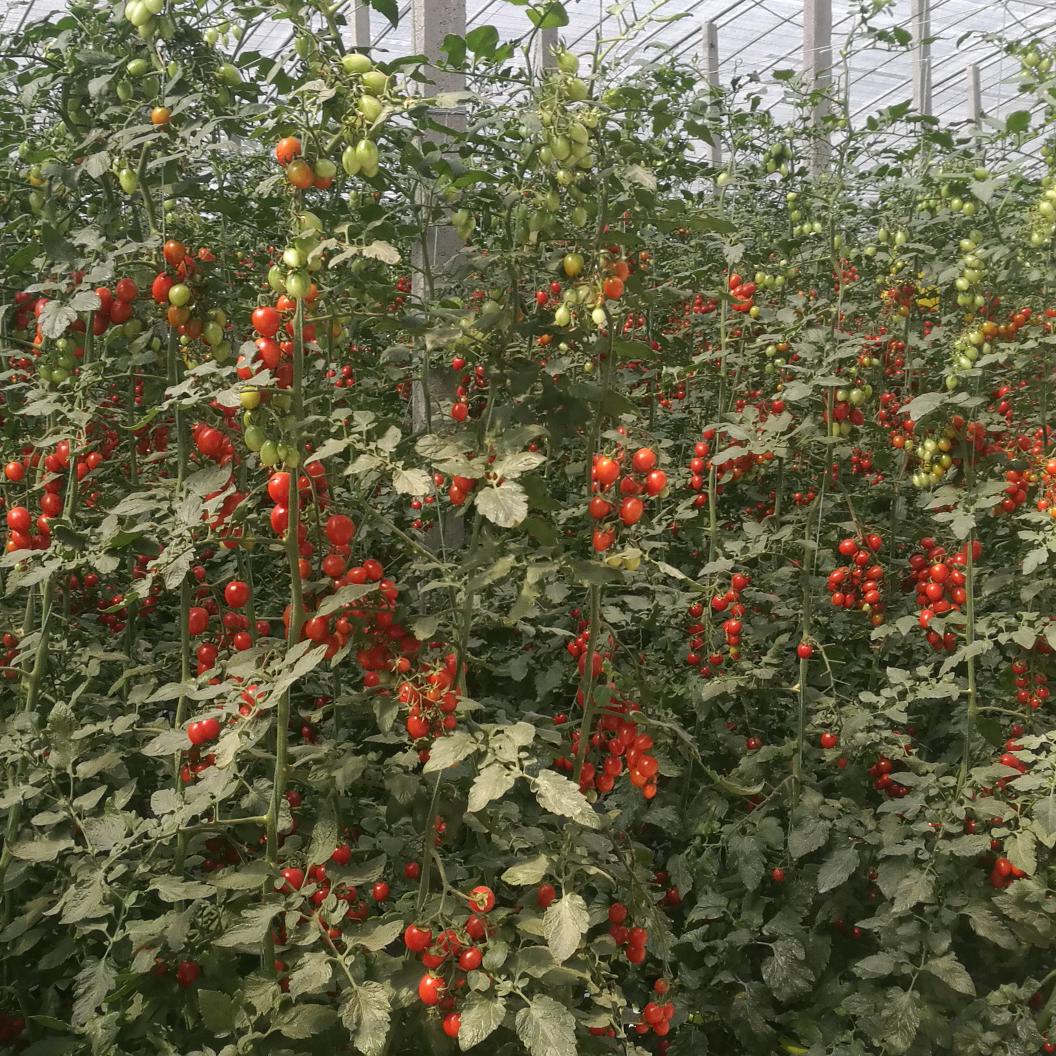 寿光华易农业（王友福）@抖音