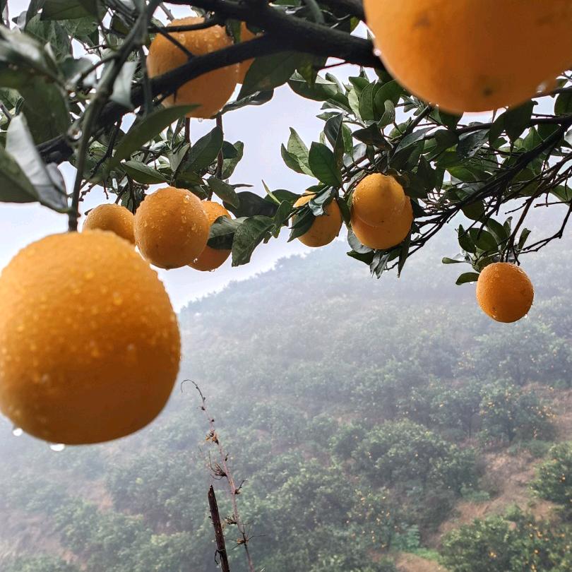 贵州村超侗妹倩倩水果甄选