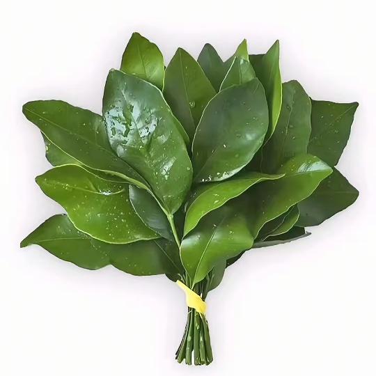 婷总国际供应链