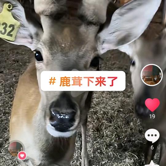 养鹿王哥（信阳）