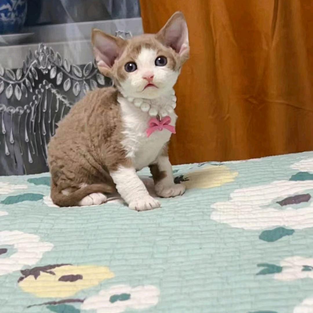 德纹猫。