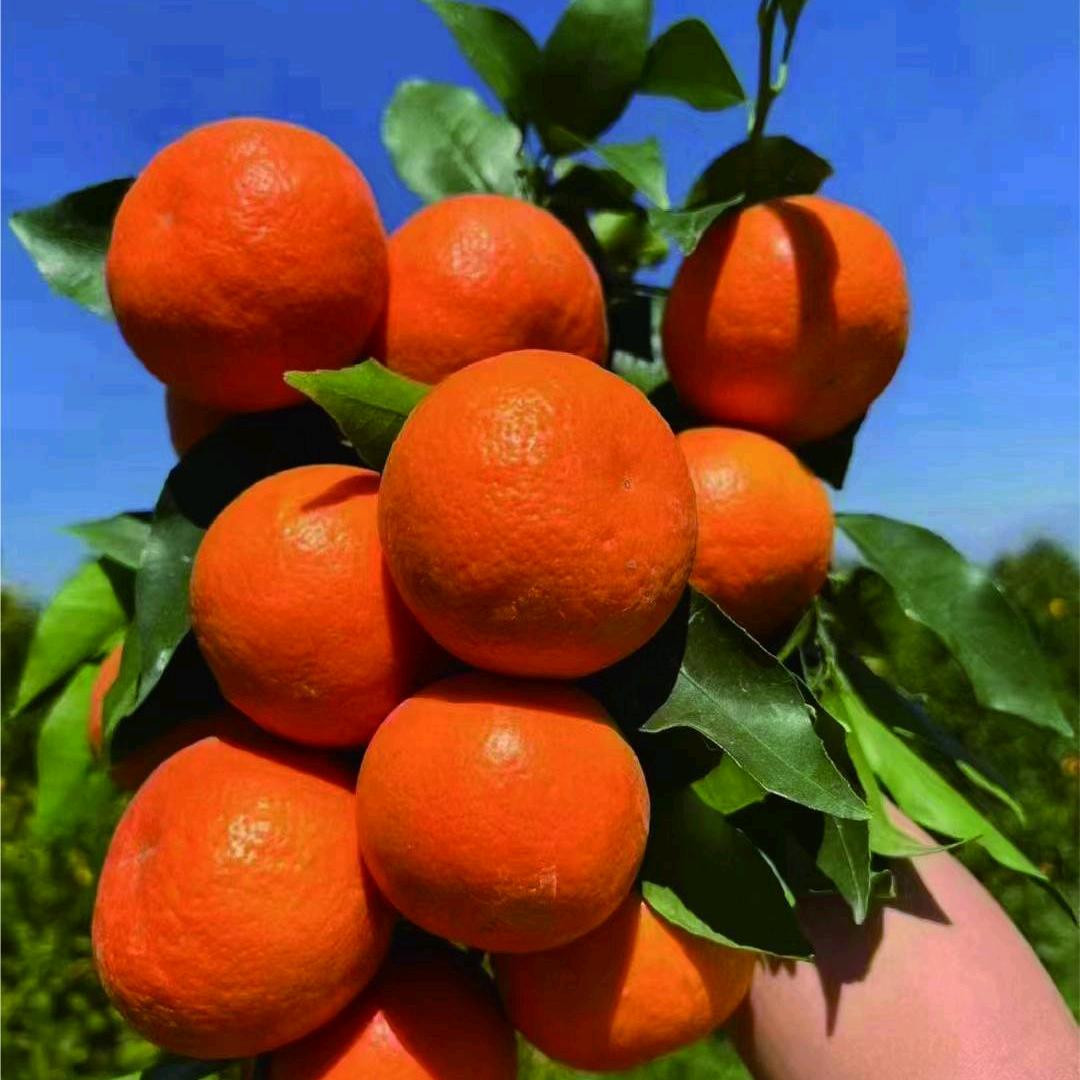 十全十美鲜果园