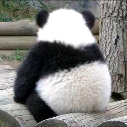 熊熊不熊