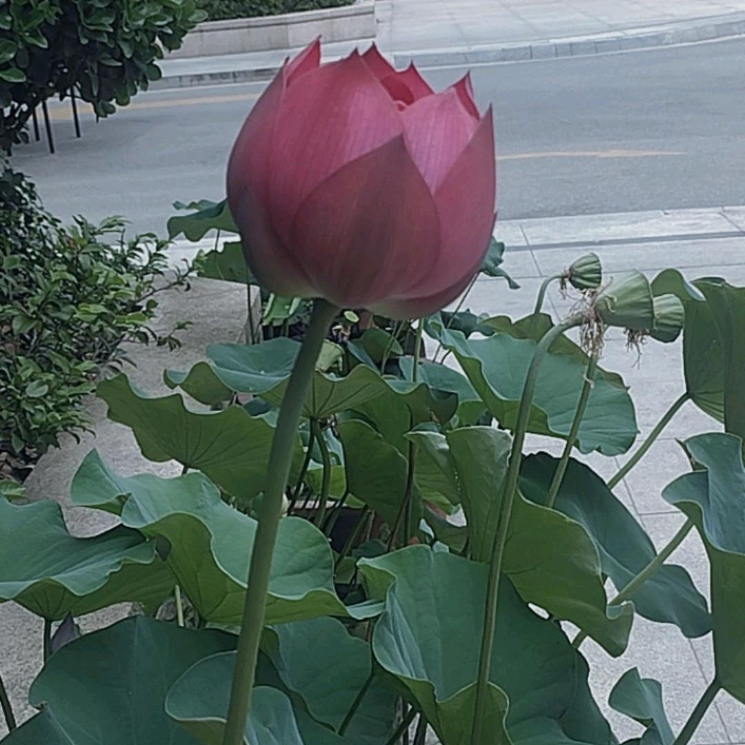 鱼库秘制烤鱼（大旺城店）