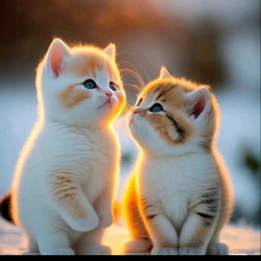 ღ᭄🕊ꦿৡ珍惜⁵²º