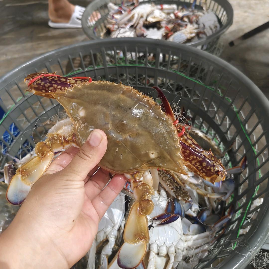 陈港海鲜慧慧（生活号）