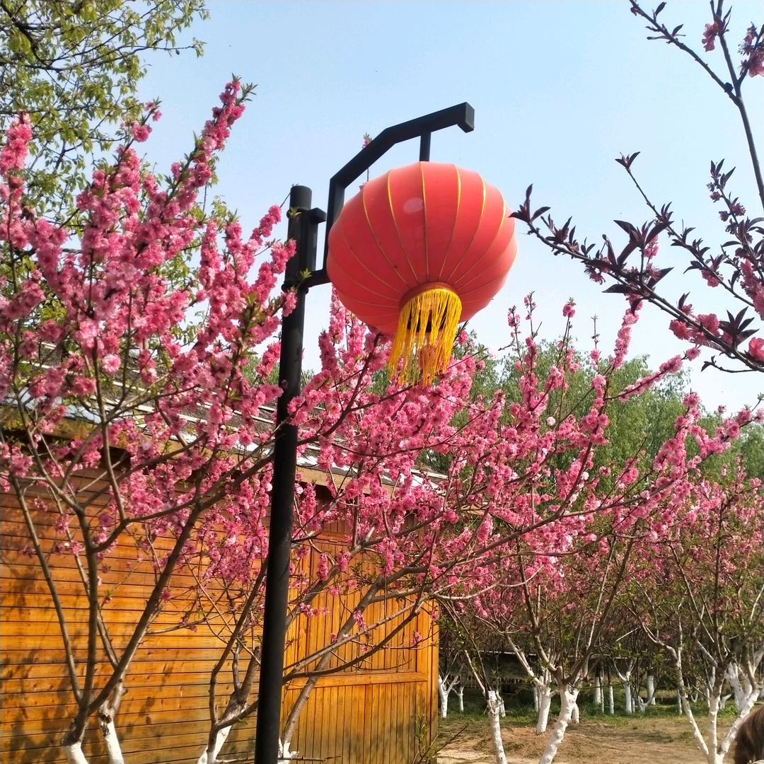 带刺的玫瑰花🌹