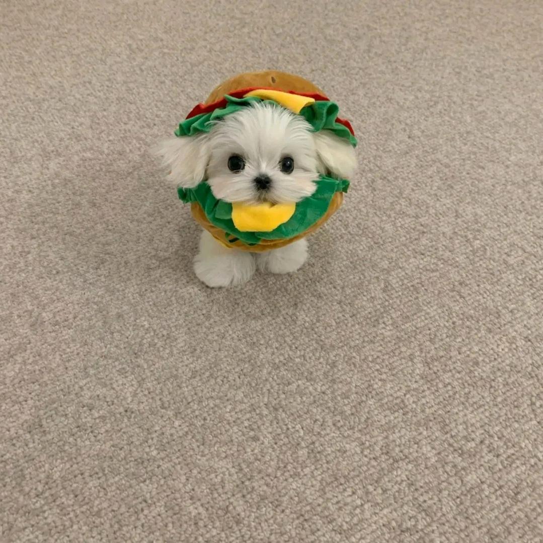 大书币