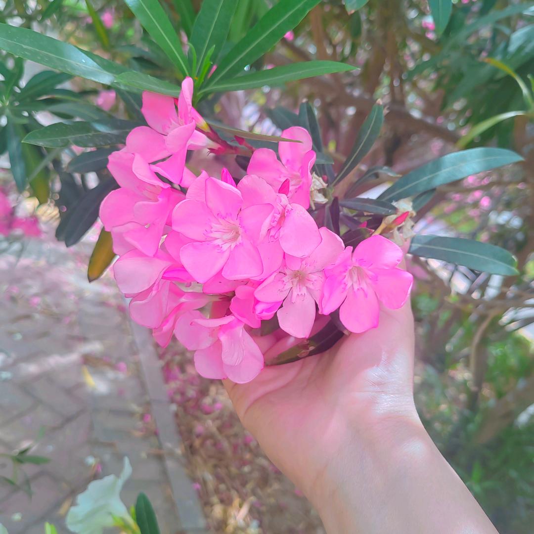 夹竹挑