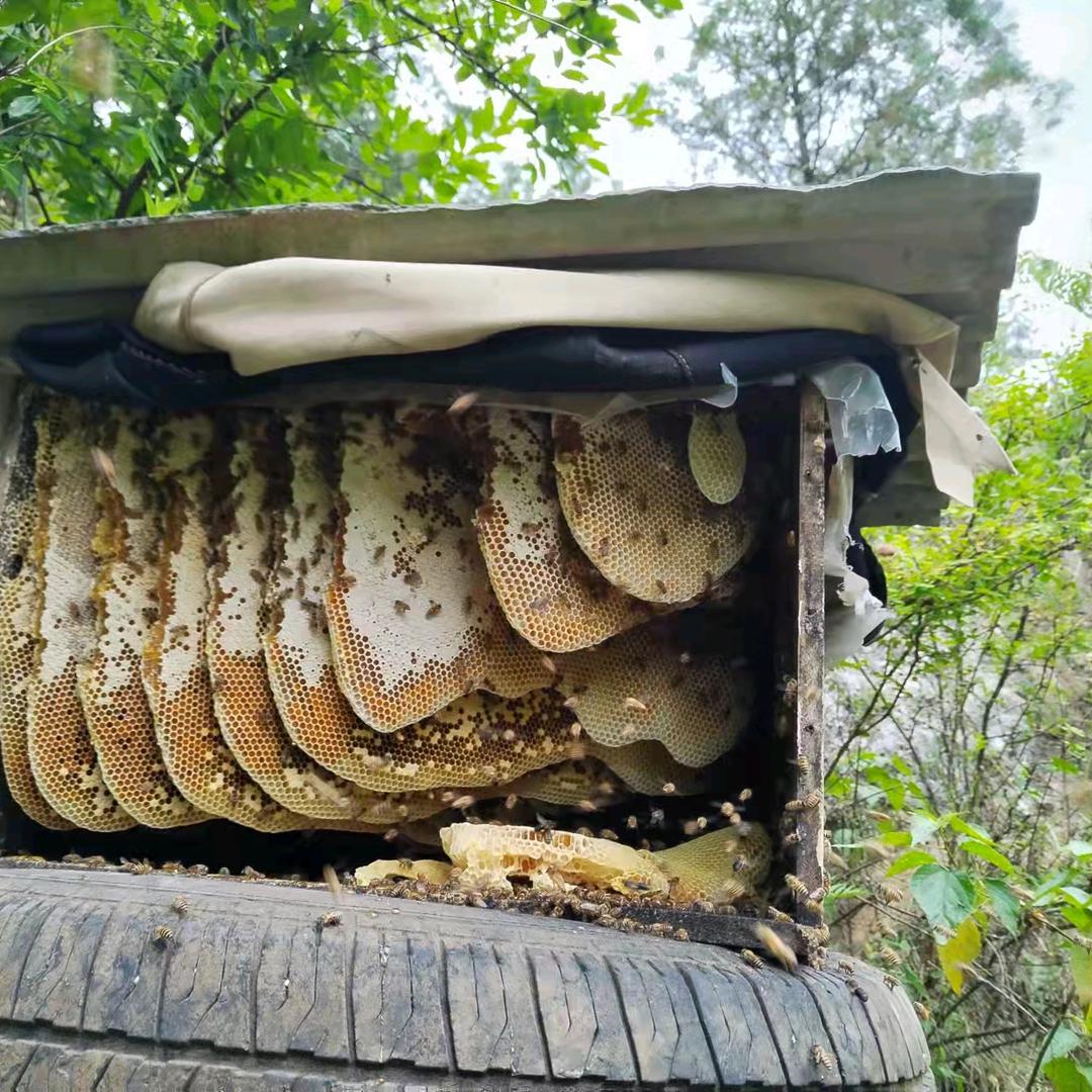 天然野生土蜂蜜