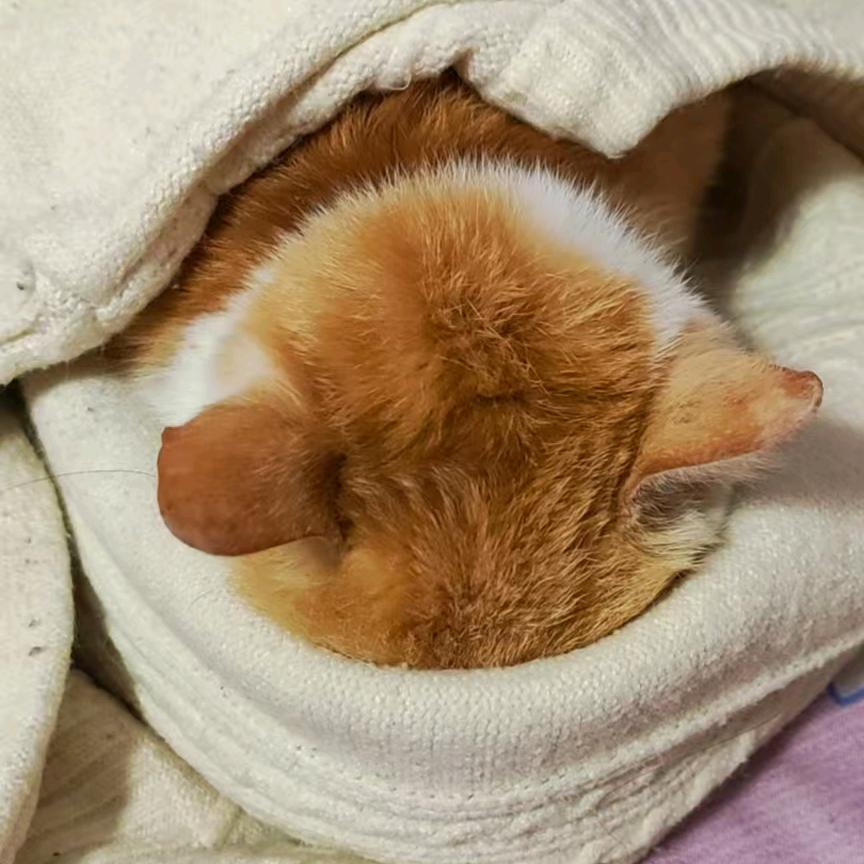 小小