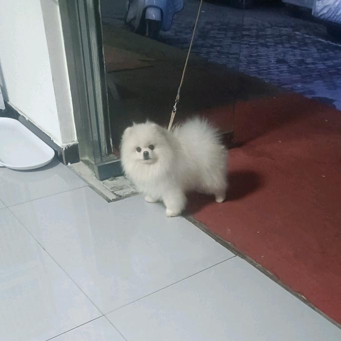 艾米宠物  (豫北博美～比熊)