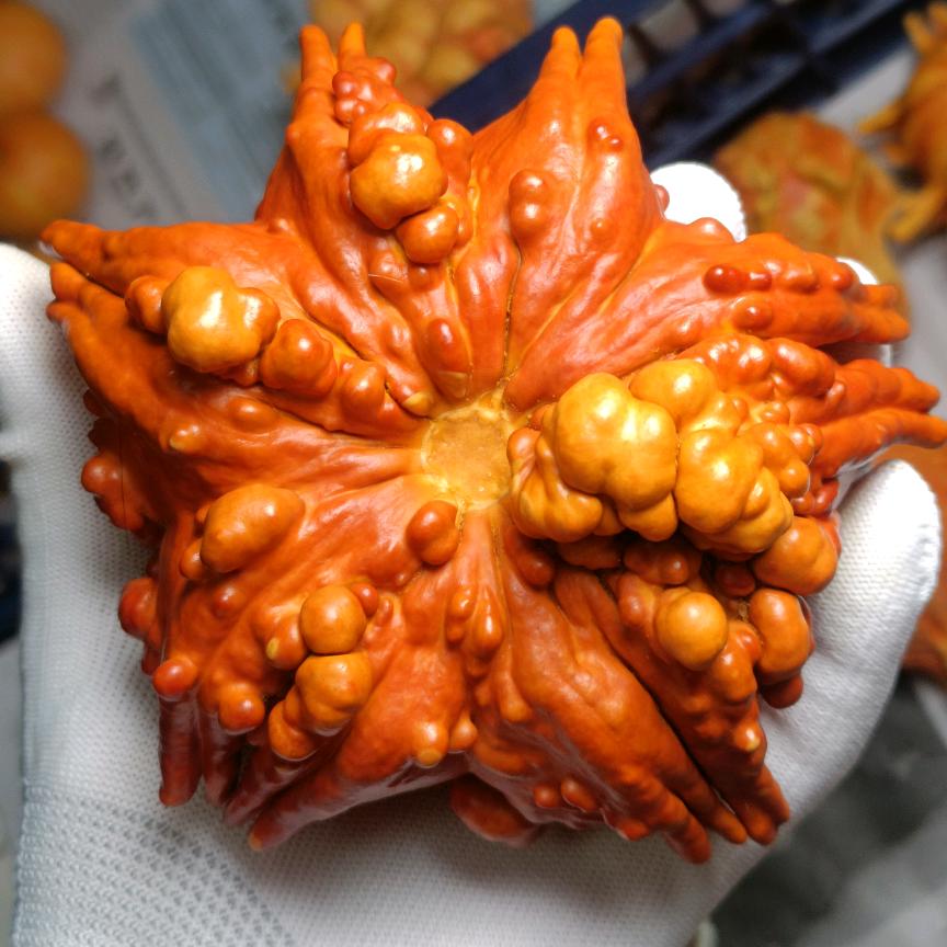 七彩墨西哥葫芦