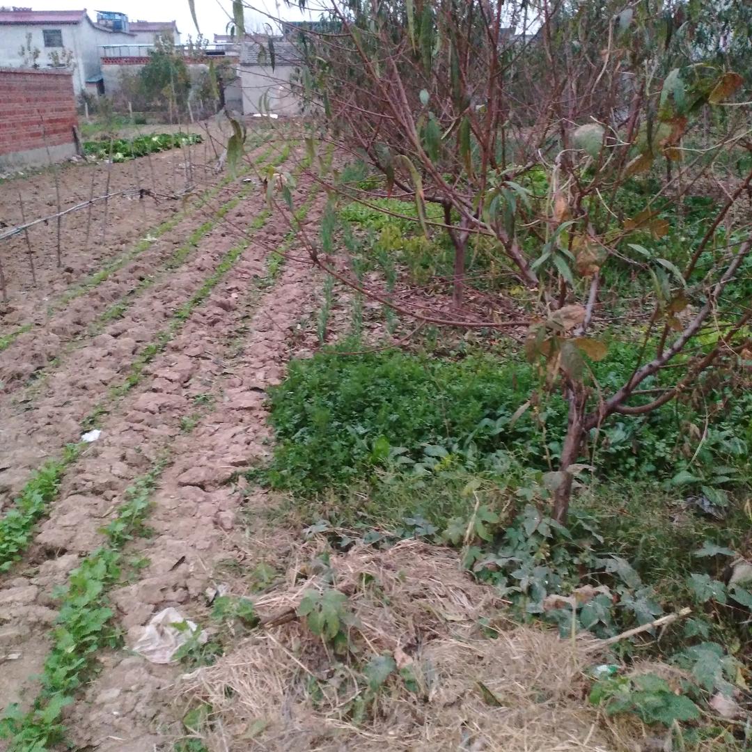 胖子爸爸
