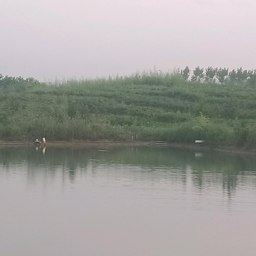 凤凰山有机茶示范园
