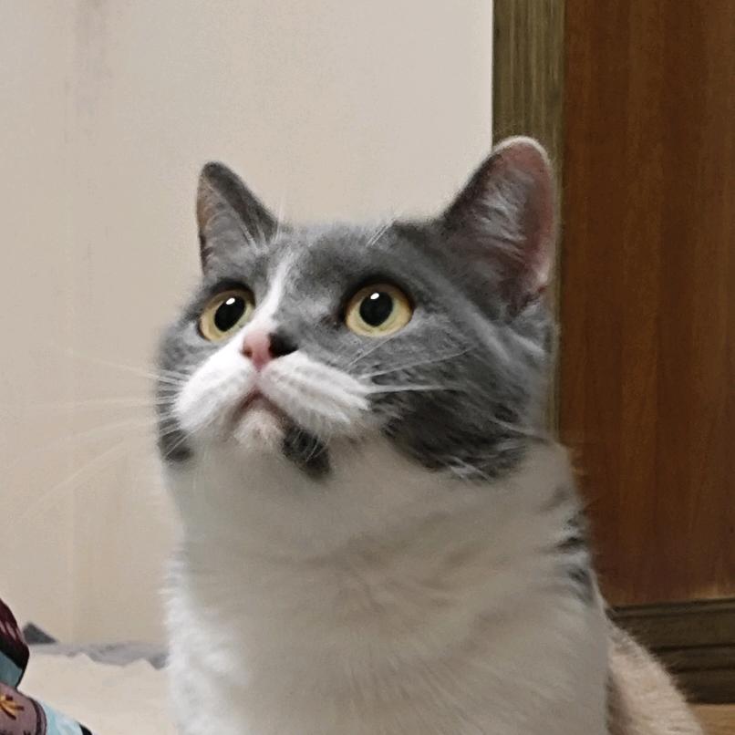 咕噜咕噜￥