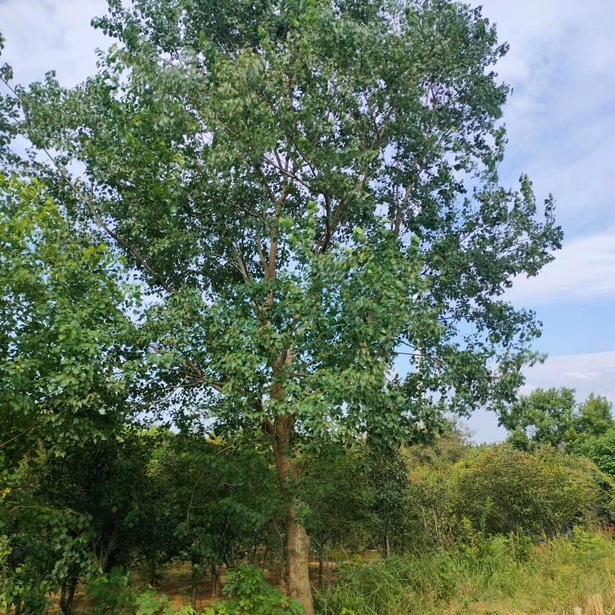 祥富苗木合作社