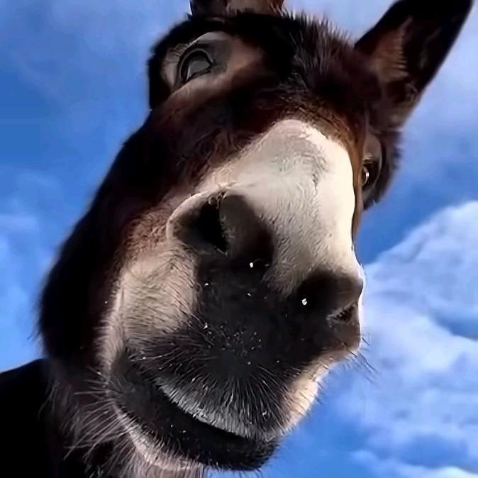 美味 蟹黄堡🌹