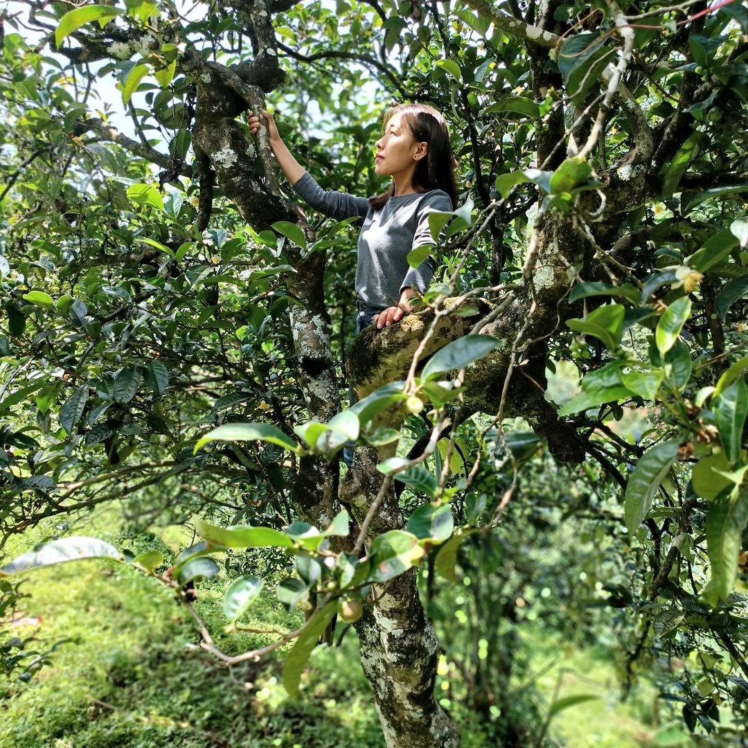 小户赛16号茶农-花花