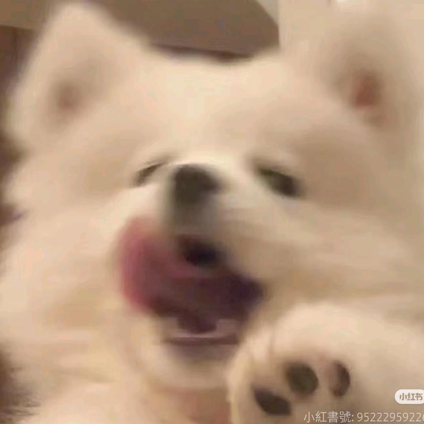 岚岚:D🐷🐶