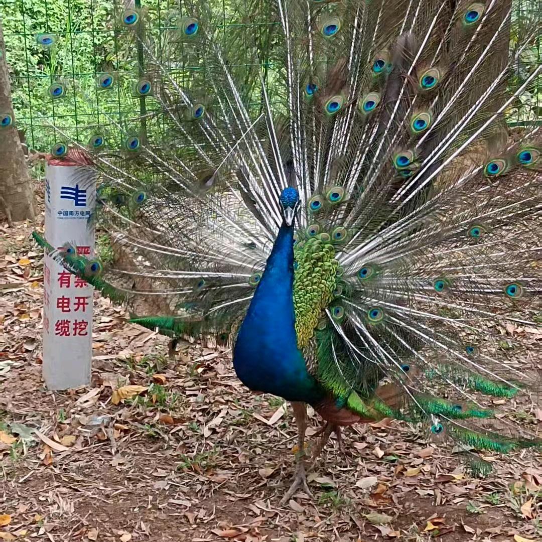 我是你的唯一