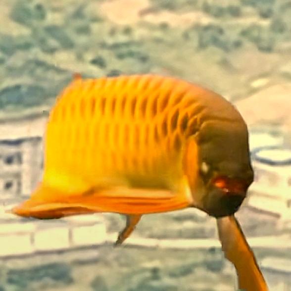 天意难为