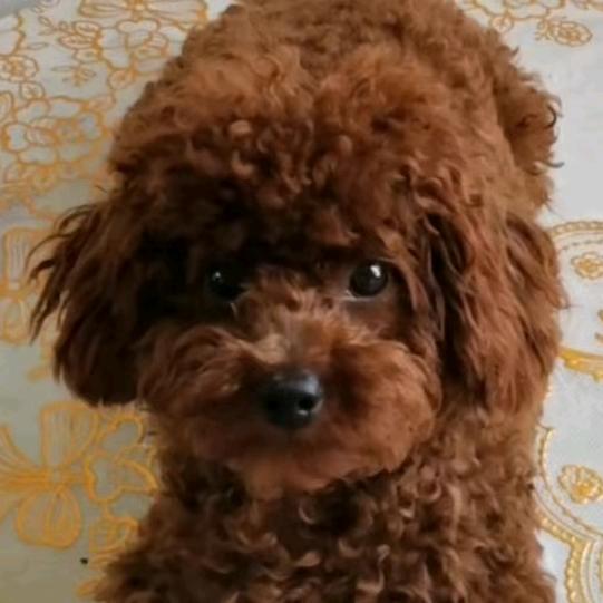 旺仔是只小泰迪