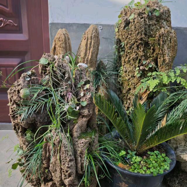 夜的曙光♿️（杨毛毛）