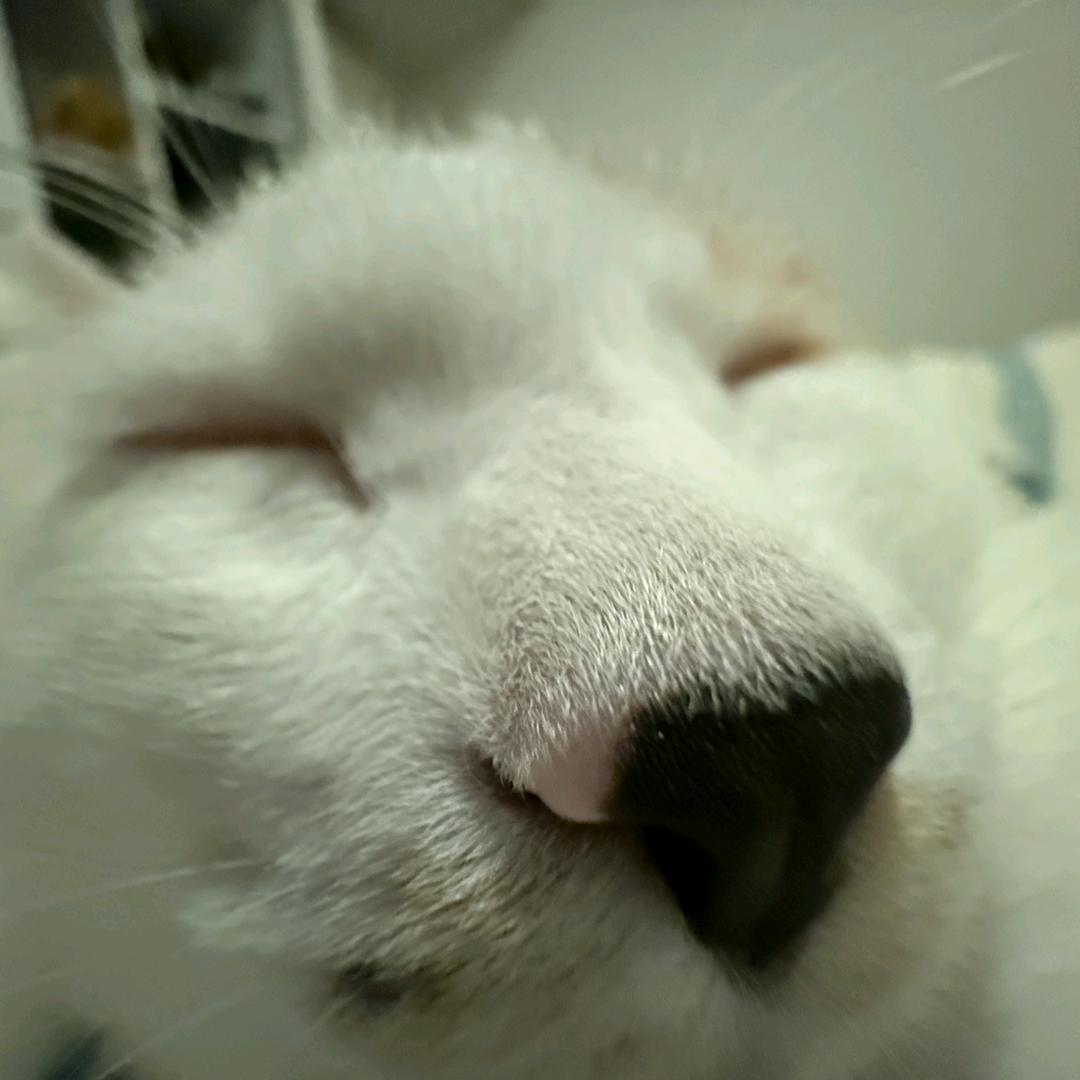 屁屁