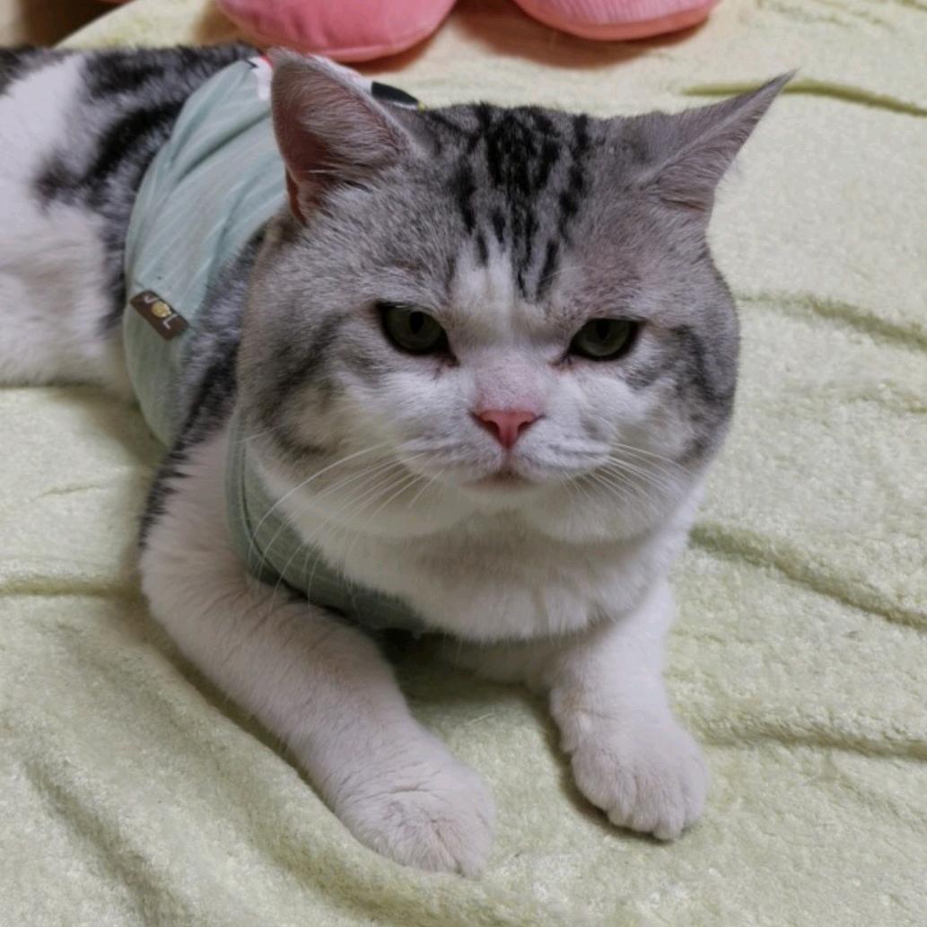 小王子撸猫馆(摩尔城店)官方号